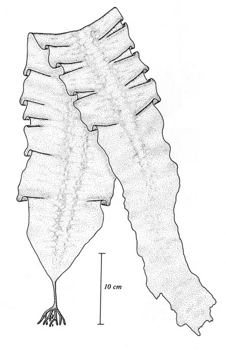 Sukkertare (Laminaria saccharina)