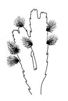 Tanglo (Elachista fucicola)