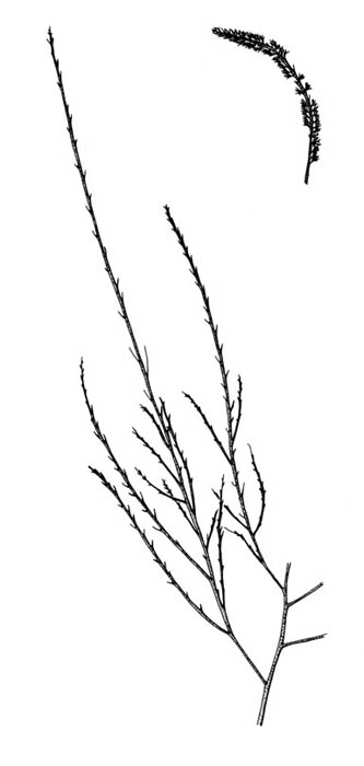 Vanleg kjerringhr (Desmarestia aculeata)