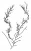 Finsveig (Dictyosiphon foeniculaceus)