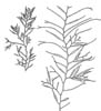 Skolmetang (Halidrys siliquosa)
