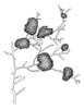 Skolmetufs (Sphacelaria cirrosa)