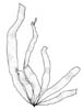 Vanleg brunband (Petalonia fascia)