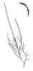 Vanleg kjerringh�r (Desmarestia aculeata)