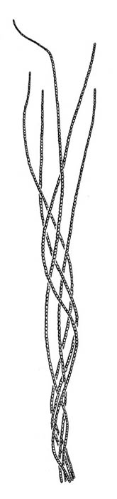 Laksesnre (Chaetomorpha melagonium)