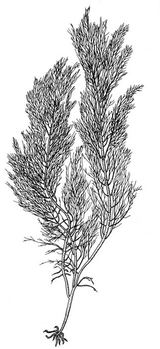 Fiskelk (Cystoclonium purpureum)