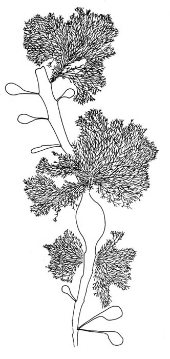 Grisetangdokke (Polysiphonia lanosa)