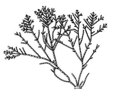 Krasing (Corallina officinalis)
