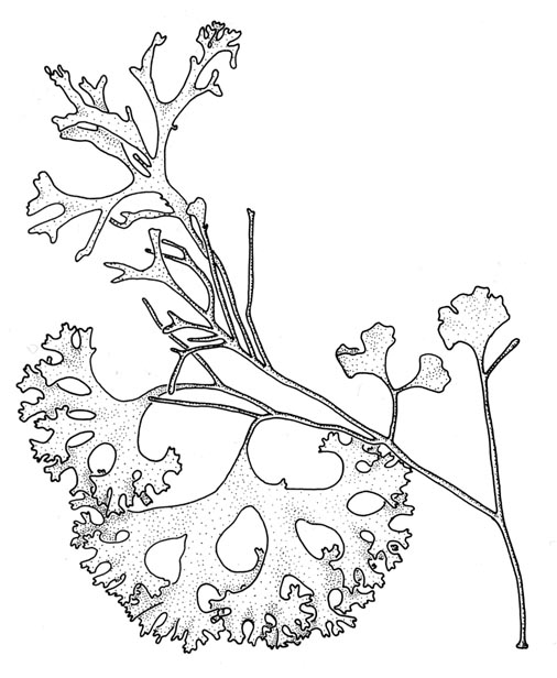 Krusblekke (Phyllophora pseudoceranoides)