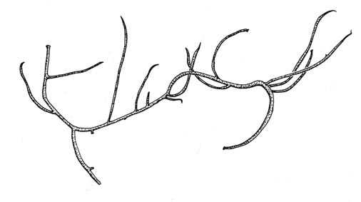 Pollris (Gracilaria gracilis)