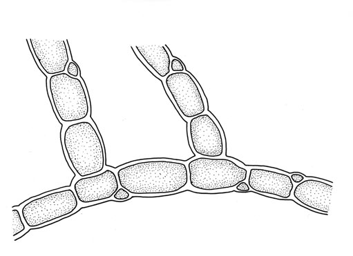 Raudlo (Bonnemaisonia hamifera Trailliella-stadiet)