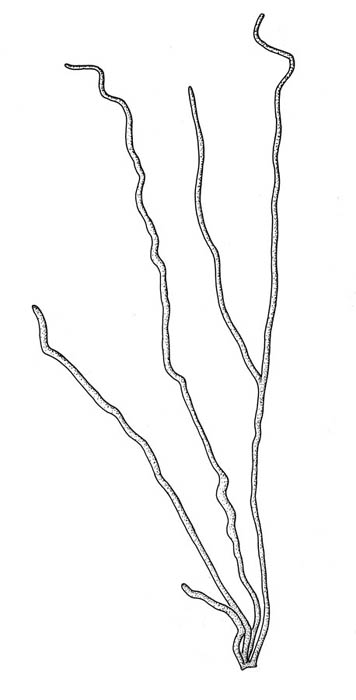 Raudsleipe (Nemalion helmintoides)