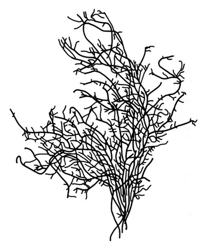 Sjris (Ahnfeltia plicata)