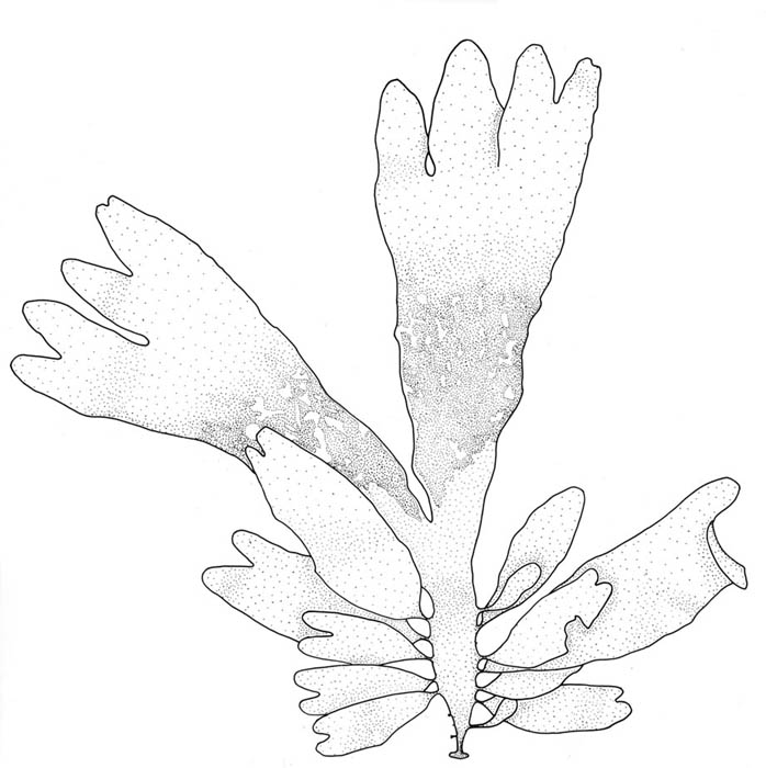 Sl (Palmaria palmata)