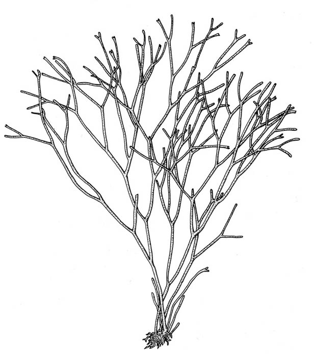Svartkluft (Furcellaria lumbricalis)