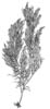 Fiskeloek (Cystoclonium purpureum)