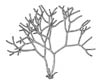 Raudkluft (Polyides rotundus)