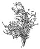 Sj�ris (Ahnfeltia plicata)