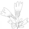 S�l (Palmaria palmata)
