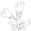 Sl (Palmaria palmata)