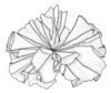 Vanleg Fj�rehinne (Porphyra umbilicalis)