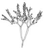 Vorteflik (Mastocarpus stellatus)