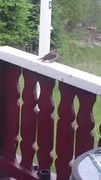 Spotted Flycatcher (Muscicapa striata)