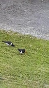 Tjeld (Haematopus ostralegus)