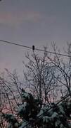 Spurveugle (Glaucidium passerinum)