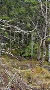 Gjerdesmett (Troglodytes troglodytes)