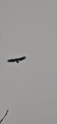 White-tailed Eagle (Haliaeetus albicilla)
