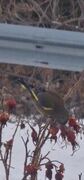 European Greenfinch (Chloris chloris)