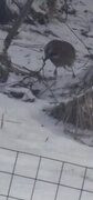 Nøtteskrike (Garrulus glandarius)