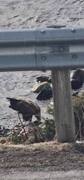 White-tailed Eagle (Haliaeetus albicilla)