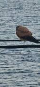 Merlin (Falco columbarius)