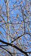 Hawfinch (Coccothraustes coccothraustes)