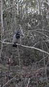 Hooded Crow (Corvus cornix)