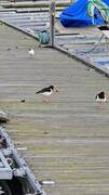 Tjeld (Haematopus ostralegus)