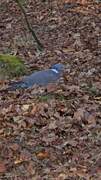 Wood Pigeon (Columba palumbus)