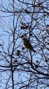 European Greenfinch (Chloris chloris)