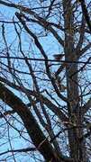 Nuthatch (Sitta europaea)
