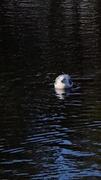 Fiskemåke (Larus canus)