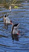 Mallard (Anas platyrhynchos)