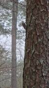 Eurasian Treecreeper (Certhia familiaris)