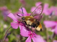 Narrow-bordered Bee Hawk-moth (Hemaris tityus)