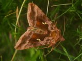 Rødbrunt metallfly (Autographa jota)