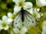 Rapssommerfugl (Pieris napi)