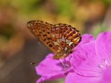 Brunflekket perlemorvinge (Boloria selene)