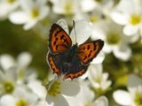 Ildgullvinge (Lycaena phlaeas)