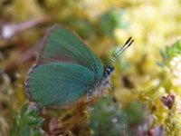 Green Hairstreak (Callophrys rubi)